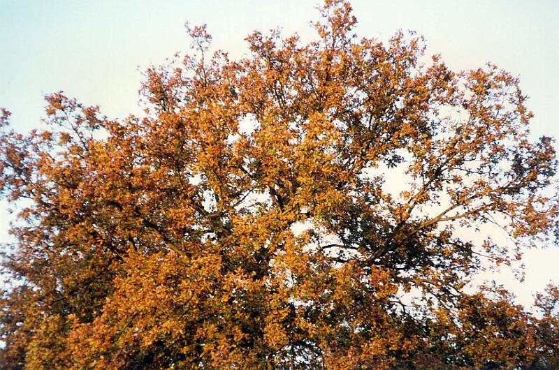 tree oak autumn
